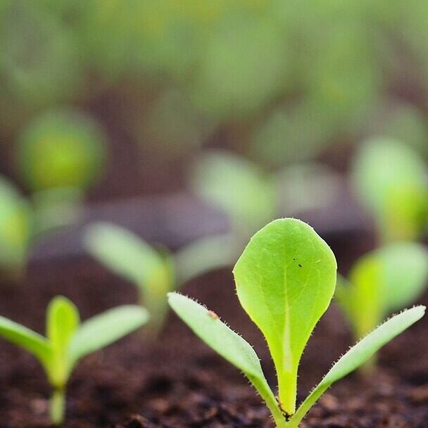 plant-sprouts